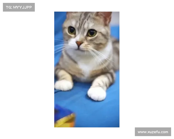「猫三专栏」老詹他是咋的了?凡尔赛语录层出不穷 「猫三专栏」老詹他是咋的了?凡尔赛语录层出不穷